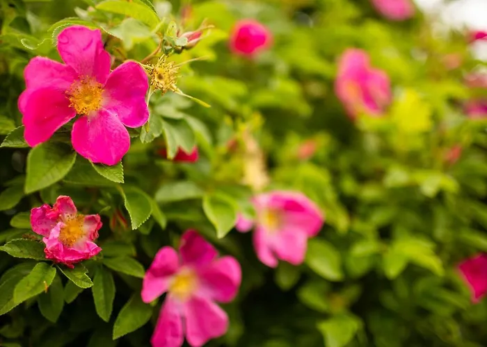 Lodge Corcreggan Mill B&b, Self-catering & Glamping *